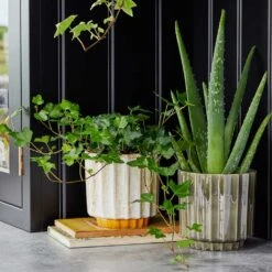 Lugano Scalloped Plant Pot - Mustard -Indoor Plants Store LIfestyle Lugano Scalloped Plant Pot