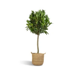 Laurus Nobilis - Bay Tree -Indoor Plants Store Laurus Nobilis Bay Tree 25x130cm Nelis Plant Basket Natural 28x27cm ad0709c6 9647 4ddb a109 2077ca228b1e