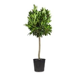 Laurus Nobilis - Bay Tree -Indoor Plants Store Laurus nobilis Bay Tree 25x130cm 2