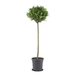 Laurus Nobilis - Bay Tree -Indoor Plants Store Laurus nobilis Bay Tree 25x130cm
