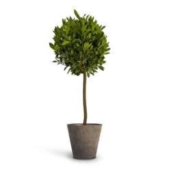 Laurus Nobilis - Bay Tree -Indoor Plants Store Laurus nobilis Bay Tree 25x130cm Claire Artstone Plant Pot Grey 32x29cm