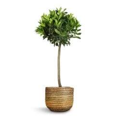 Laurus Nobilis - Bay Tree -Indoor Plants Store Laurus nobilis Bay Tree 25x130cm Jane Plant Baskets Set5 Jungle