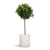 Laurus Nobilis - Bay Tree 2 Laurus Nobilis - Bay Tree -Indoor Plants Store Laurus nobilis Bay Tree 25x130cm Max Refined Planter Natural White 29x29.5cm