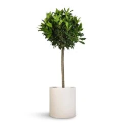 Max Refined Planter - Natural White -Indoor Plants Store Laurus nobilis Bay Tree 25x130cm Max Refined Planter Natural White 29x29.5cm 60aea5e9 dce7 4349 9dcd da1f6b99943b