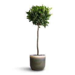 Tarra Plant Pot - Forest 37 Tarra Plant Pot - Forest -Indoor Plants Store Laurus nobilis Bay Tree 25x130cm Tarra Plant Pot Forest 29x25cm 92f71aed ac19 41a1 b346 2acab6b339d3