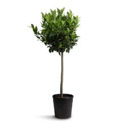 Laurus Nobilis - Bay Tree -Indoor Plants Store Laurus nobilis Bay Tree 25x130cm b83f2498 0028 4b71 96b3 27282ef7ecba