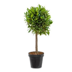 Laurus Nobilis - Bay Tree -Indoor Plants Store Laurus nobilis Bay Tree 30x90cm