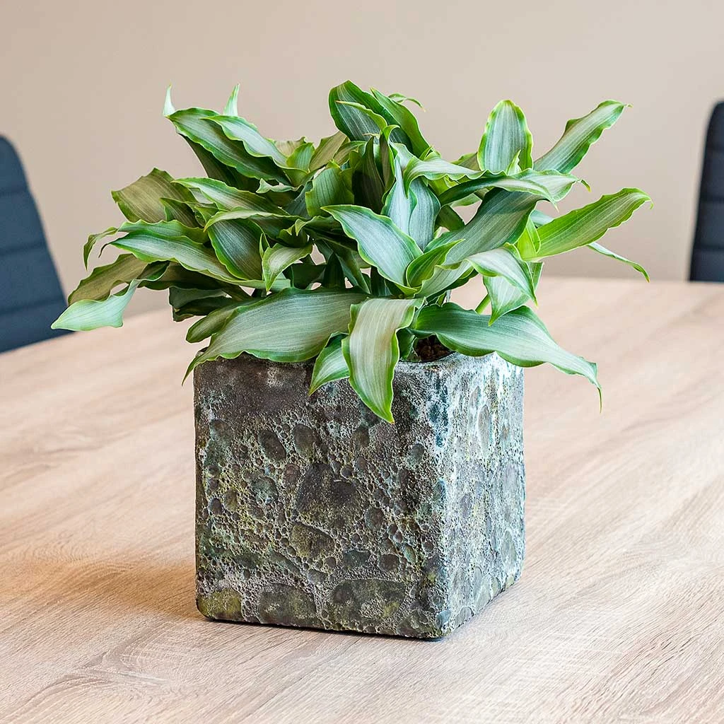 Lava Cube Relic Planter - Jade 7 Lava Cube Relic Planter - Jade - Image 5