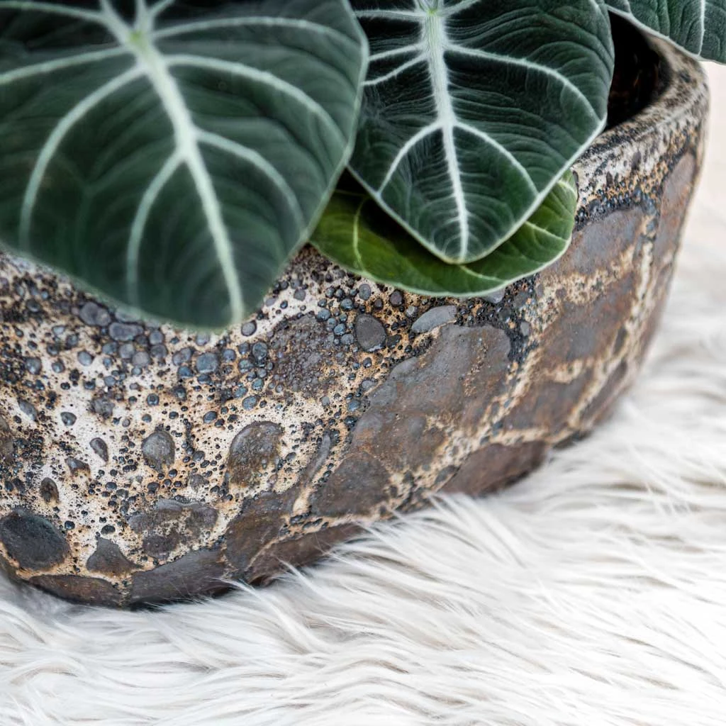 Lava Oval Relic Plant Bowl - Black 4 Lava Oval Relic Plant Bowl - Black - Image 2