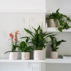 Lazzaro Plant Pot - Linen Effect -Indoor Plants Store Lazzaro Plant Pot Linen Effect 18 x 16cm