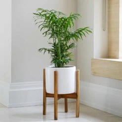 Anzio Plant Pot With Wooden Stand - Stone White 10 Anzio Plant Pot With Wooden Stand - Stone White -Indoor Plants Store Lifestyle Anzio Plant Pot with Wooden Stand Stone White 24x24cm