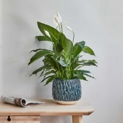 Arles Leaf Plant Pot - Teal -Indoor Plants Store Lifestyle Arles Leaf Plant Pot Teal 17x17cm