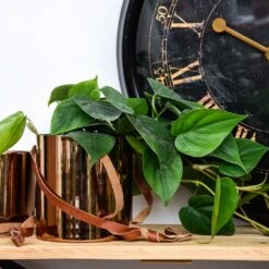 Floro Hanging Plant Pot - Copper -Indoor Plants Store Lifestyle Floro Hanging Plant Pot Copper 13x13cm