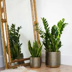 Solis Embossed Plant Pot - Gold -Indoor Plants Store Lifestyle Solis Embossed Plant Pot Gold 18x18cm 1