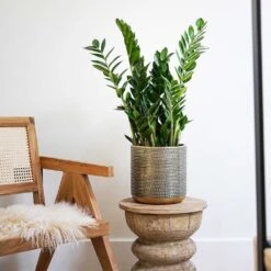 Solis Embossed Plant Pot - Gold -Indoor Plants Store Lifestyle Solis Embossed Plant Pot Gold 18x18cm