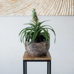 Lindy Plant Pot - Black -Indoor Plants Store Lindy Black 4