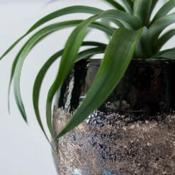 Lindy Plant Pot - Black -Indoor Plants Store Lindy Black 6