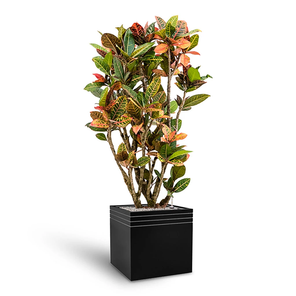 Line-Up Cube Planter - Matt Black 5 Line-Up Cube Planter - Matt Black - Image 3