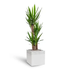 Line-Up Cube Planter - Matt White 9 Line-Up Cube Planter - Matt White -Indoor Plants Store Line Up Cube Planter Matt White Yucca