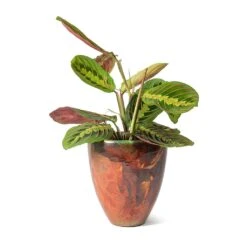 Maranta Leuconeura Var. Erythroneura - Herringbone Plant -Indoor Plants Store Livin Beauty Flowerpot Copper Smooth Maranta leuconeura erythroneura Herringbone Plant 234e225d 101b 4bf2 8296 0487b3cb94af
