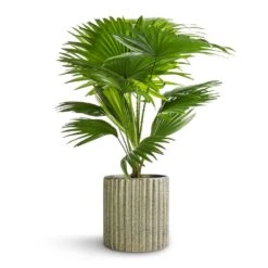 Livistona Rotundifolia - Footstool Palm -Indoor Plants Store Livistona rotundifolia Footstool Palm 14x50cm Azalea Ribbed Plant Pot Speckled Green Stone 15x15cm e546cc87 ce4e 449d 8335 d8403ca21702
