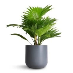 Livistona Rotundifolia - Footstool Palm -Indoor Plants Store Livistona rotundifolia Footstool Palm 14x60cm Lisbon Plant Pot Charcoal 19x19cm