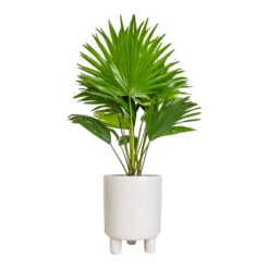 Livistona Rotundifolia - Footstool Palm -Indoor Plants Store Livistona rotundifolia Footstool Palm 14x60cm Pisa Plant Pot White 16x19cm 1c2b47e5 e452 46ac b47e a8f99967a876