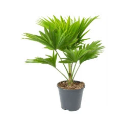 Livistona Rotundifolia - Footstool Palm -Indoor Plants Store Livistona rotundifolia Footstool Palm