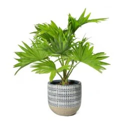 Livistona Rotundifolia - Footstool Palm -Indoor Plants Store Livistona rotundifolia Footstool Palm Elin Plant Pot Denim cb46ec16 1b80 4edb 960d 506de5c9c94f