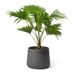 Livistona Rotundifolia - Footstool Palm -Indoor Plants Store Livistona rotundifolia Footstool Palm Patt Plant Pot