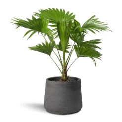 Patt Plant Pot - Black Washed 32 Patt Plant Pot - Black Washed -Indoor Plants Store Livistona rotundifolia Footstool Palm Patt Plant Pot 9d1d8698 064b 4647 9daa b836a16daabd