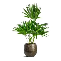 Ryan Plant Pot - Shiny Gold -Indoor Plants Store Livistona rotundifolia Footstool Palm Ryan Plant Pot Shiny Gold 599e8d31 e617 4436 a26a aec82542de36