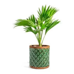 Livistona Rotundifolia - Footstool Palm -Indoor Plants Store Livistona rotundifolia Footstool Palm liam turquoise plant pot