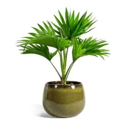 Livistona Rotundifolia - Footstool Palm -Indoor Plants Store Livistona rotundifolia Footstool Palm odile moss plant pot 19cm 2c40fc1b 22cc 4cfc bd3b 53201d6f2256