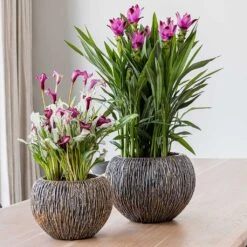 Luxe Lite Waterfall Globe Planter - Bronze -Indoor Plants Store Luxe Lite Universe Waterfall Globe Bronze Planters Small Houseplants