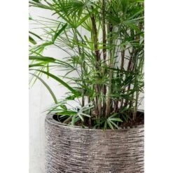 Luxe Lite Wrinkle Cylinder Planter - Bronze -Indoor Plants Store Luxe Lite Wrinkle Cylinder Planter Bronze Lifestyle Close