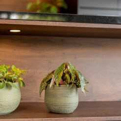 Lydia Plant Pot - Shiny Green 38 Lydia Plant Pot - Shiny Green -Indoor Plants Store LydiaPlantPot ShinyGreen 6