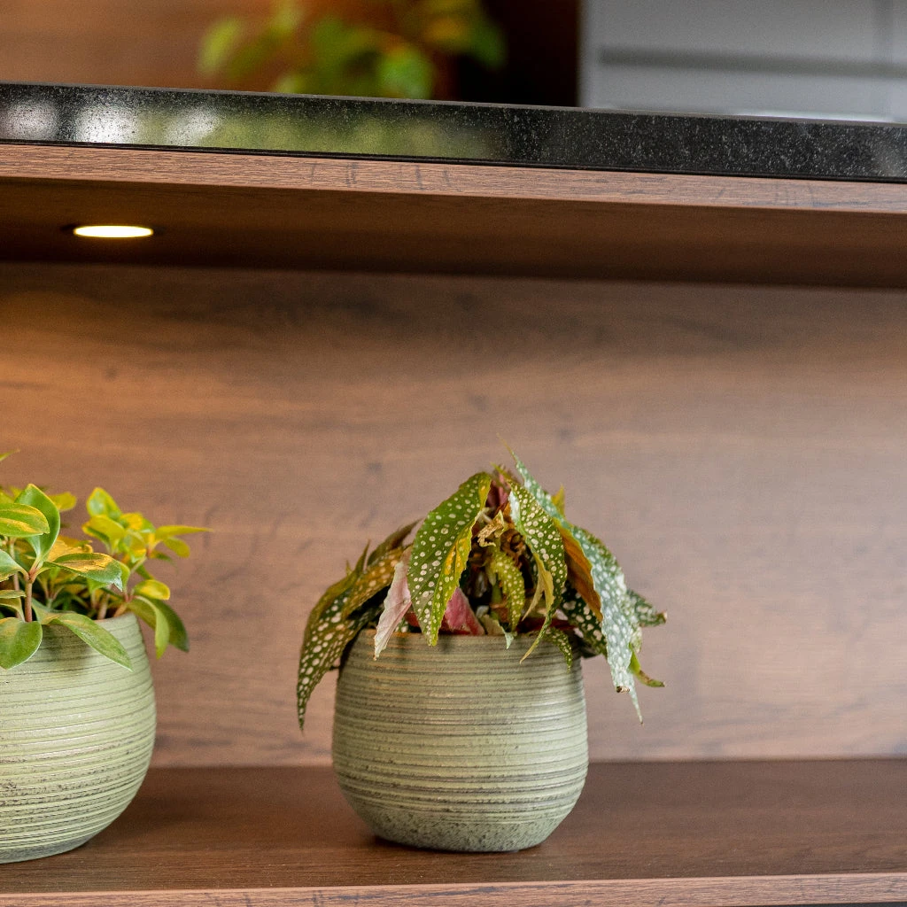 Lydia Plant Pot - Shiny Green 19 Lydia Plant Pot - Shiny Green - Image 17