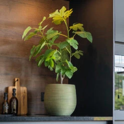 Lydia Plant Pot - Shiny Green 24 Lydia Plant Pot - Shiny Green -Indoor Plants Store LydiaPlantPot ShinyGreen 8