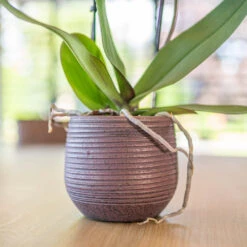 Lydia Plant Pot - Shiny Purple -Indoor Plants Store LydiaPlantPotShiny Purple 1