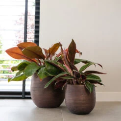 Lydia Plant Pot - Shiny Purple -Indoor Plants Store LydiaPlantPotShiny Purple 5