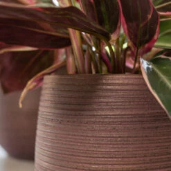 Lydia Plant Pot - Shiny Purple -Indoor Plants Store LydiaPlantPotShiny Purple 6