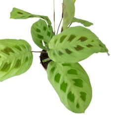 Maranta Leuconeura Var. Kerchoveana - Rabbit's Foot -Indoor Plants Store Maranta leuconeura kerchoveana Rabbits Foot Leaves