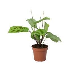 Maranta Leuconeura Var. Kerchoveana - Rabbit's Foot -Indoor Plants Store Maranta leuconeura kerchoveana Rabbits Foot b4f618a5 70e4 470d b43c 1bbb1ffb211d