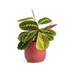 Maranta Leuconeura Var. Erythroneura - Herringbone Plant -Indoor Plants Store Maranta leuconeura var erythroneura Herringbone Plant Bolino Plant Pot Bright Pink 0473a37f cdfd 4d38 92cd e870c58644bd