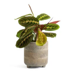 Maranta Leuconeura Var. Erythroneura - Herringbone Plant -Indoor Plants Store Maranta leuconeura var erythroneura Herringbone Plant Nola Plant Pot Shiny Earth 883c1cc3 2ee9 4e57 a92a 3ee494c93a29