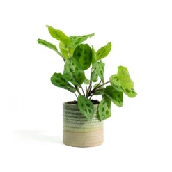 Maranta Leuconeura Var. Kerchoveana - Rabbit's Foot -Indoor Plants Store Maranta leuconeura var kerchoveana Rabbits Foot Nikkie Plant Pot Ice Green d27420d7 a233 48cf b822 19ea5f0da6db