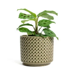 Maranta Leuconeura Var. Kerchoveana - Rabbit's Foot -Indoor Plants Store Maranta leuconeura var kerchoveana Rabbits Foot Thies Plant Pot Olive Green d5b027c8 0fc2 43df 8322 8877e218b24e