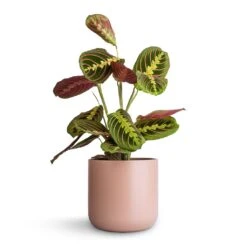 Maranta Leuconeura Var. Erythroneura - Herringbone Plant -Indoor Plants Store Maranta leuconeura var. erythroneura Herringbone Plant 12x35cm Lisbon Plant Pot Pink Clay 15x15cm