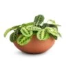 Maranta Leuconeura Var. Erythroneura - Lemon Lime -Indoor Plants Store Maranta leuconeura var. erythroneura Lemon Lime 12x35cm 2 x plants Morgana Refined Plant Bowl Canyon Orange 30x13cm